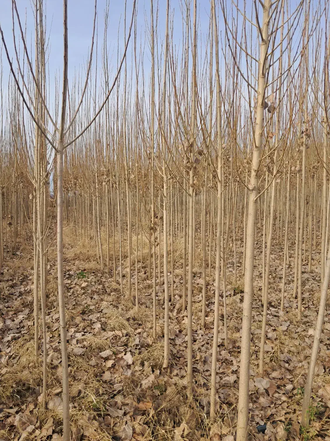 نهالستان درخت چنار و صنوبر|خدمات باغبانی و درختکاری|سروآباد, |دیوار