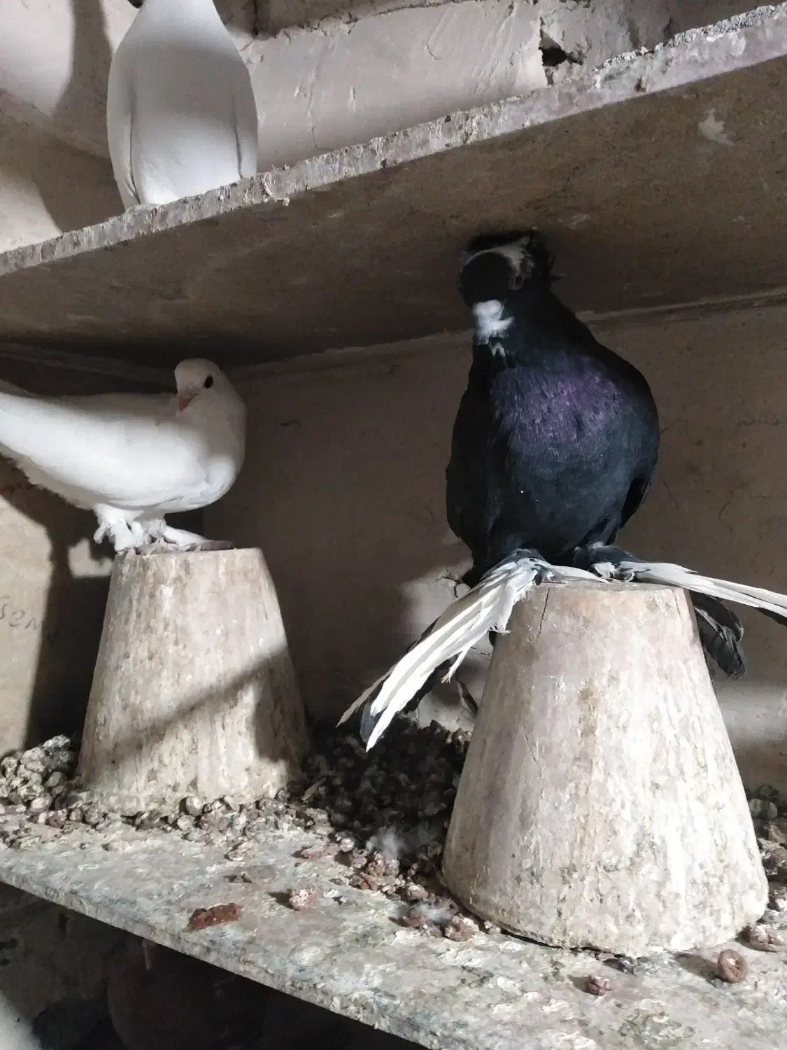 قره اغ گویروخ|پرنده|تبریز, |دیوار