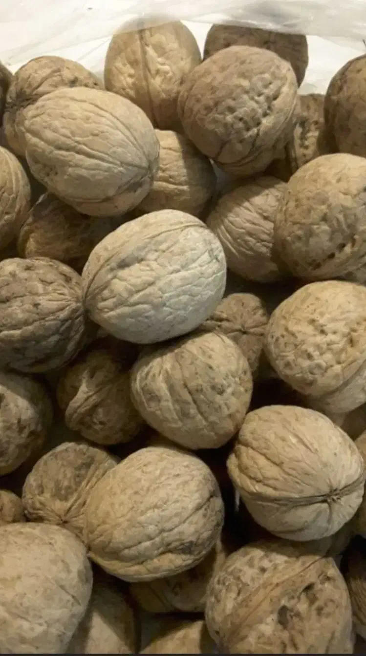 گردو|خوردنی و آشامیدنی|سبزوار, عظیمیان|دیوار