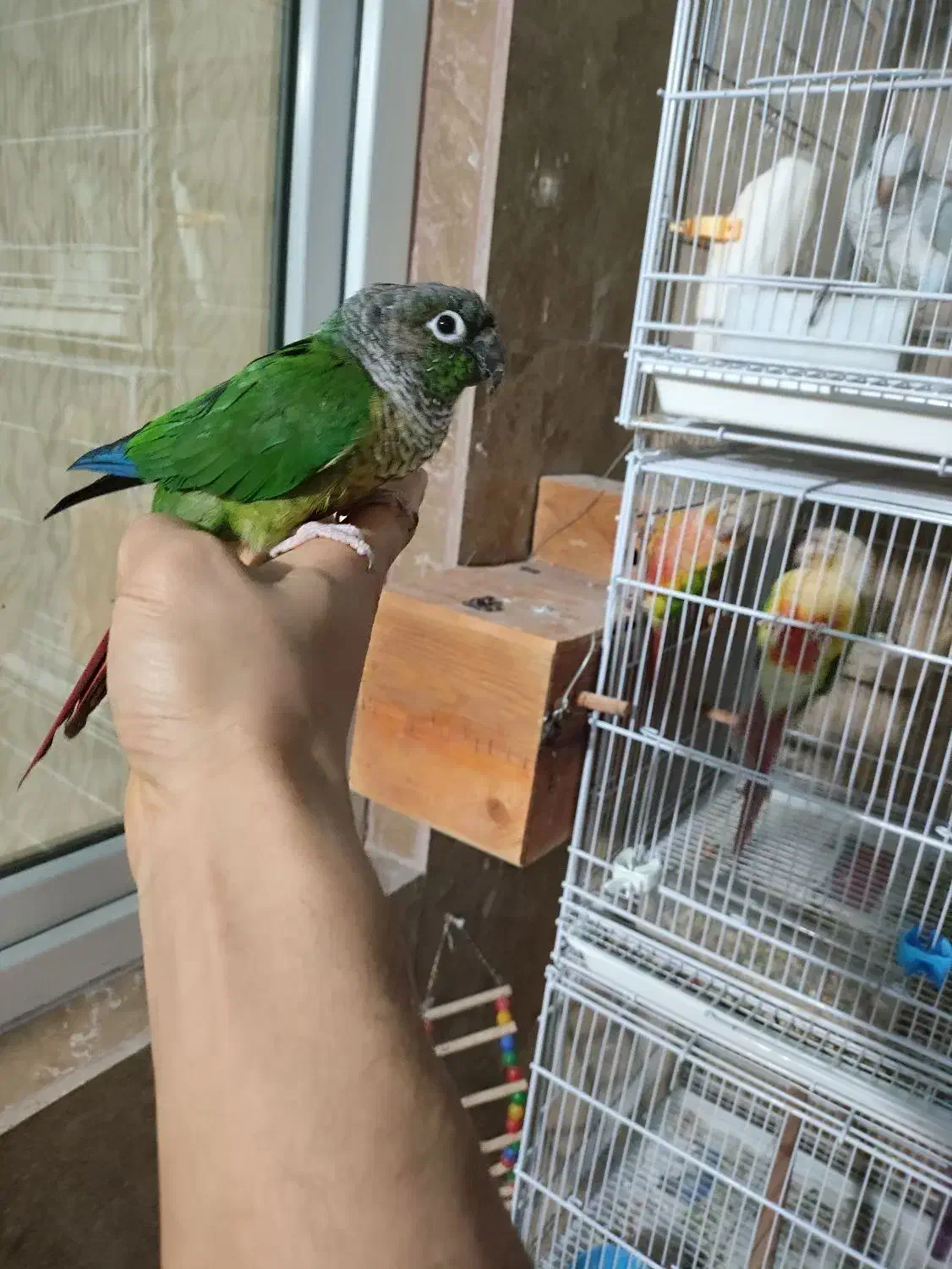 گرینچیک.راهب .برزیلی|پرنده|ماهدشت, |دیوار