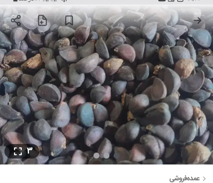 انجک|خوردنی و آشامیدنی|شیراز, فخرآباد (دروازه کازرون)|دیوار
