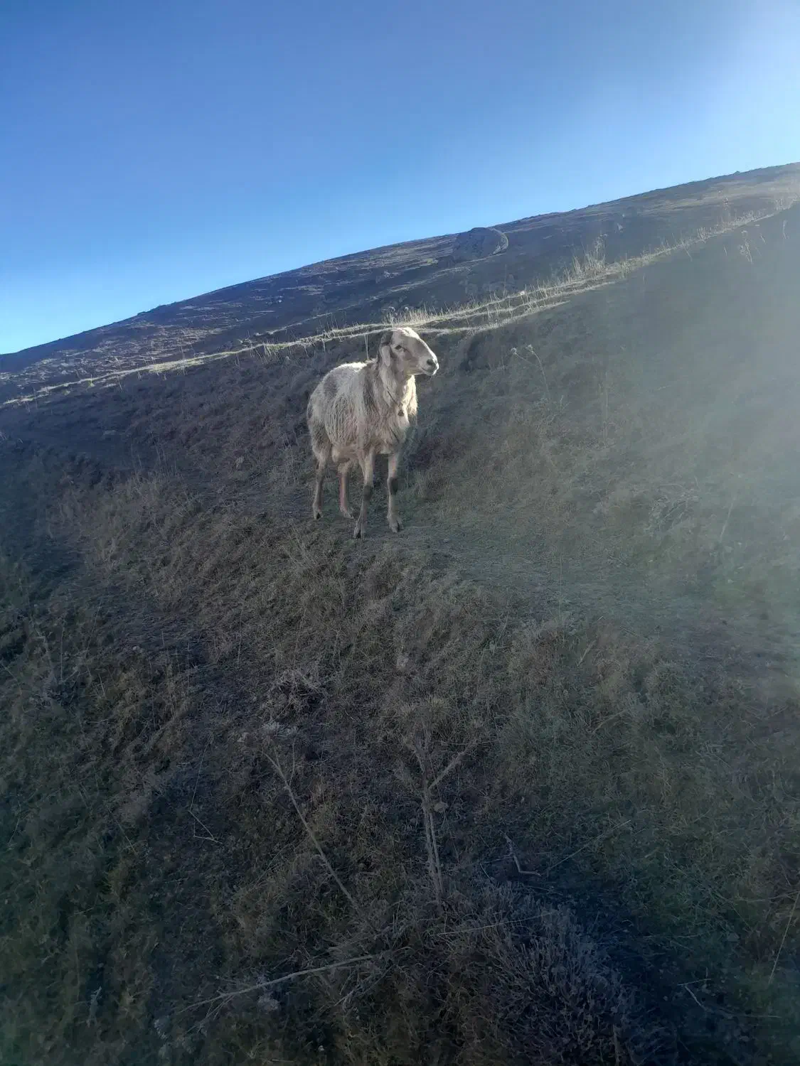 قوچ|حیوانات مزرعه|سرعین, |دیوار