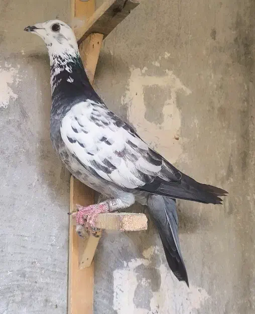 ۲۰ تا کفتر زدخوردی|پرنده|قائن, |دیوار