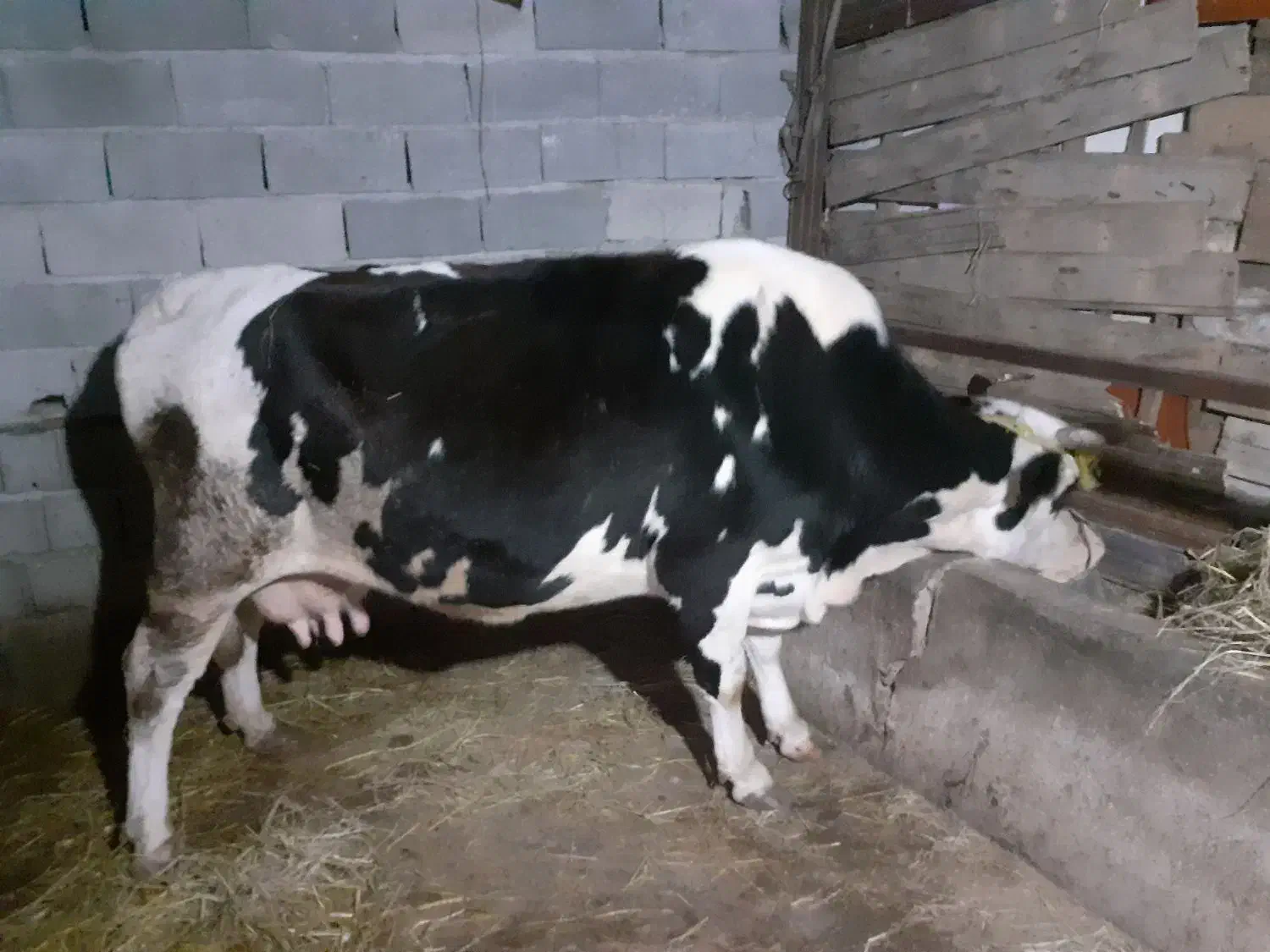 گاو هلشتاین شیری|حیوانات مزرعه|ماسال, |دیوار