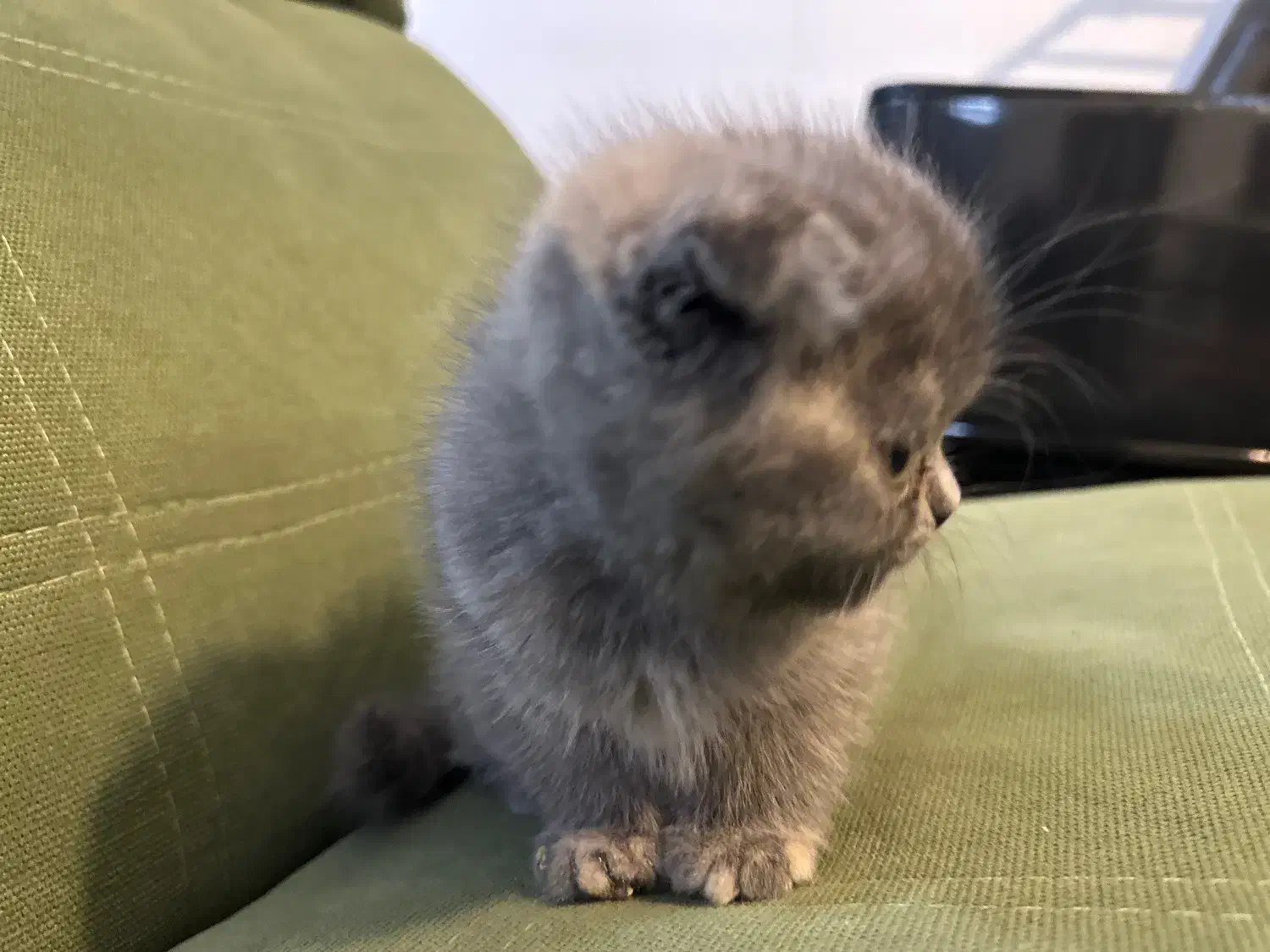 اسکاتیش بریتیش فولد و انفولد همراه با مادر|گربه|کرمانشاه, |دیوار