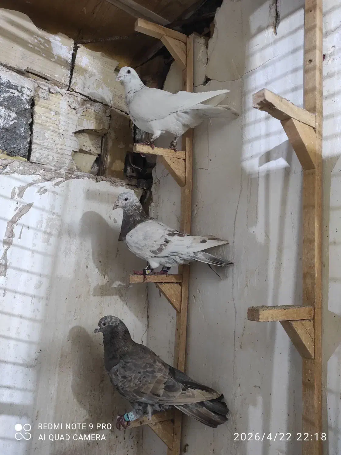 سار|پرنده|مشهد, تلگرد|دیوار