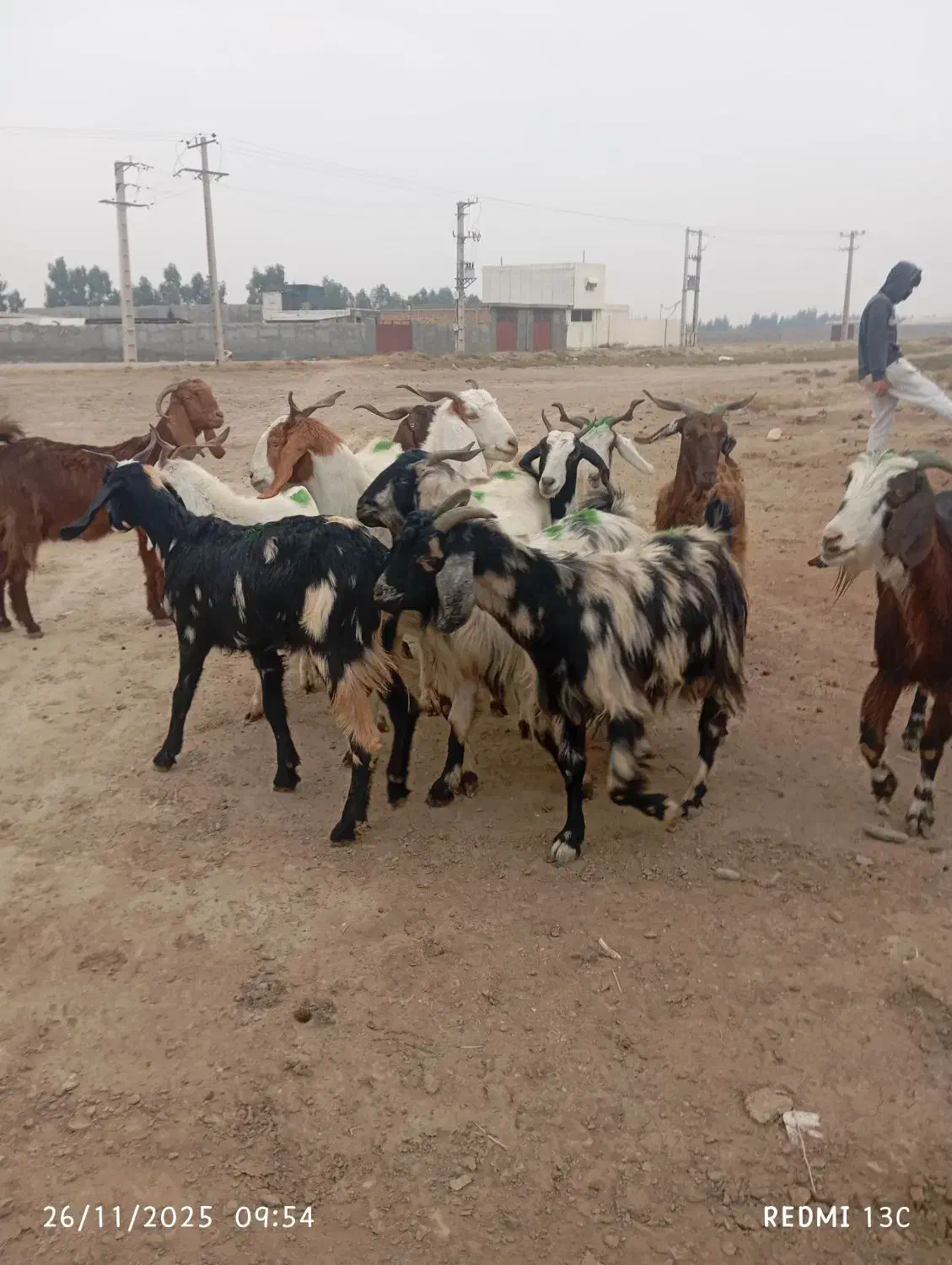 12راس بز شیرکرد|حیوانات مزرعه|گنبد کاووس, |دیوار