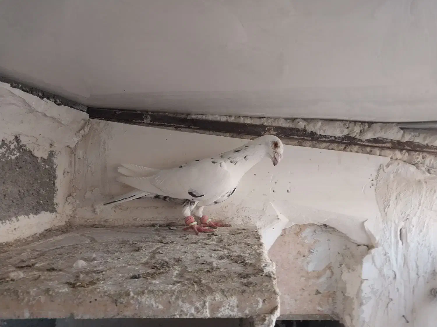 کبوتر 3 عدد|پرنده|تربت جام, والفجر|دیوار