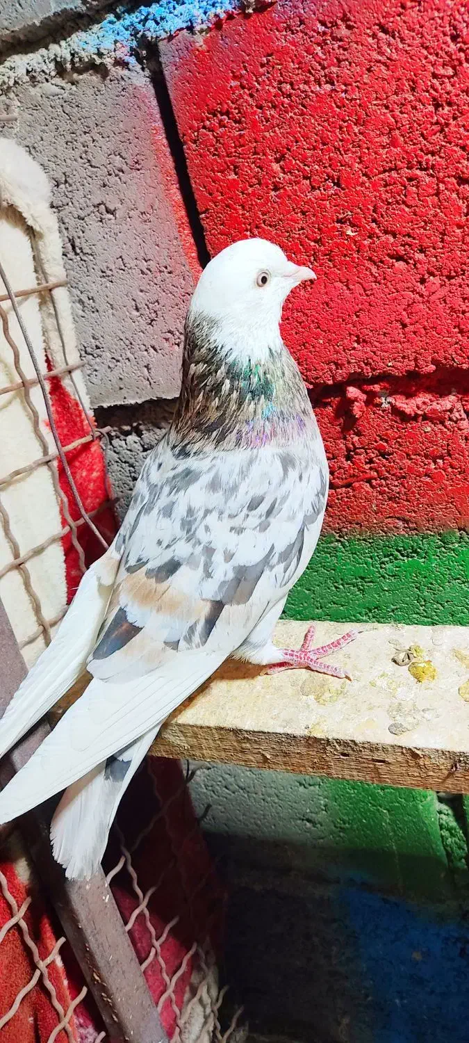 کفتر پرشی تهرانی|پرنده|رودان, |دیوار