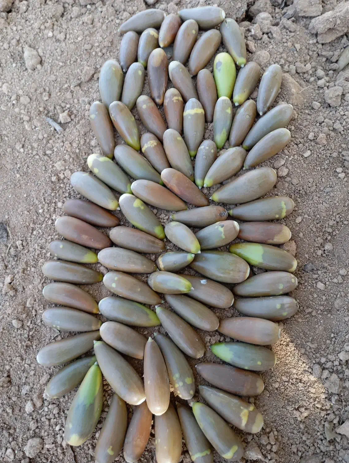 بلوط تحویل شیراز و حومه|لوازم جانبی حیوانات|سپیدان, |دیوار