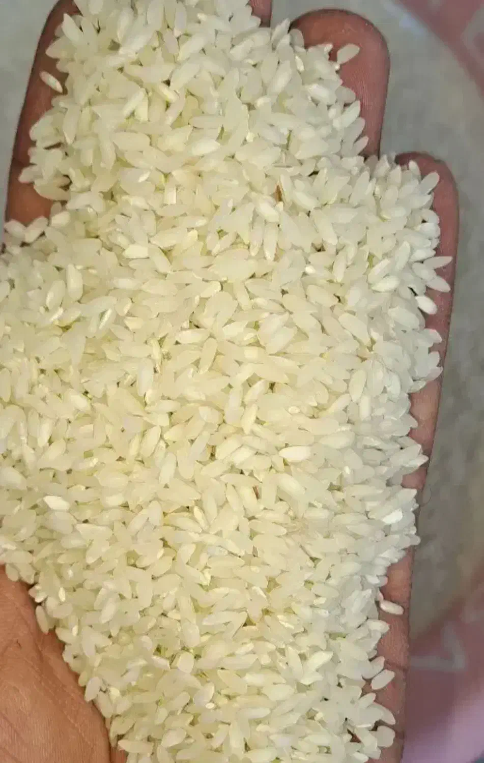 برنج چمپا|خوردنی و آشامیدنی|باغ ملک, |دیوار