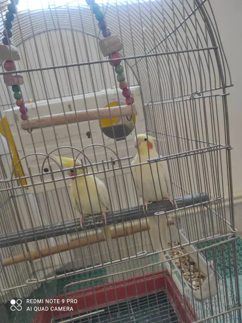 عروس هلندی|پرنده|بروجرد, |دیوار