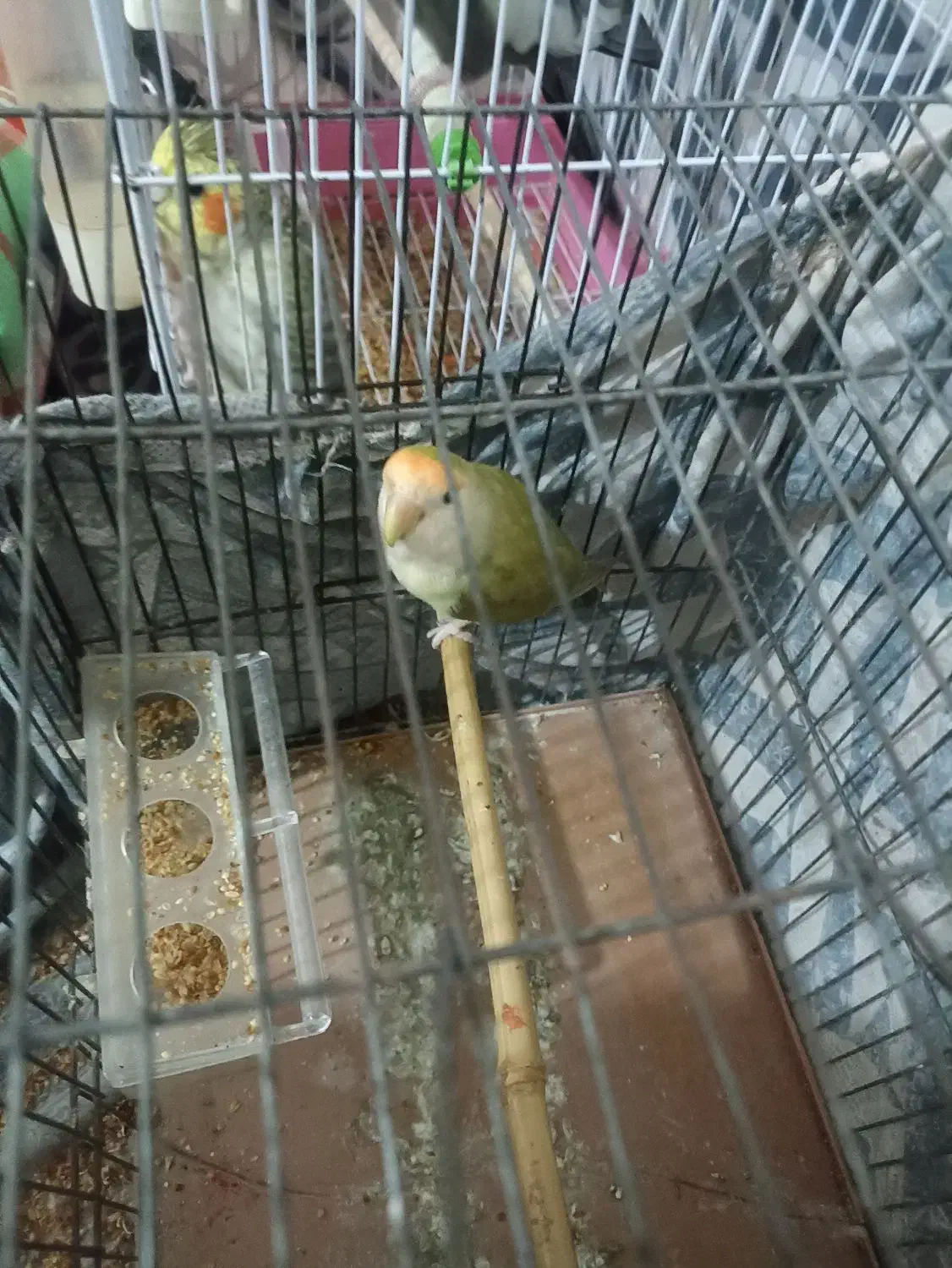 طوطی برزیلی|پرنده|شاندرمن, |دیوار