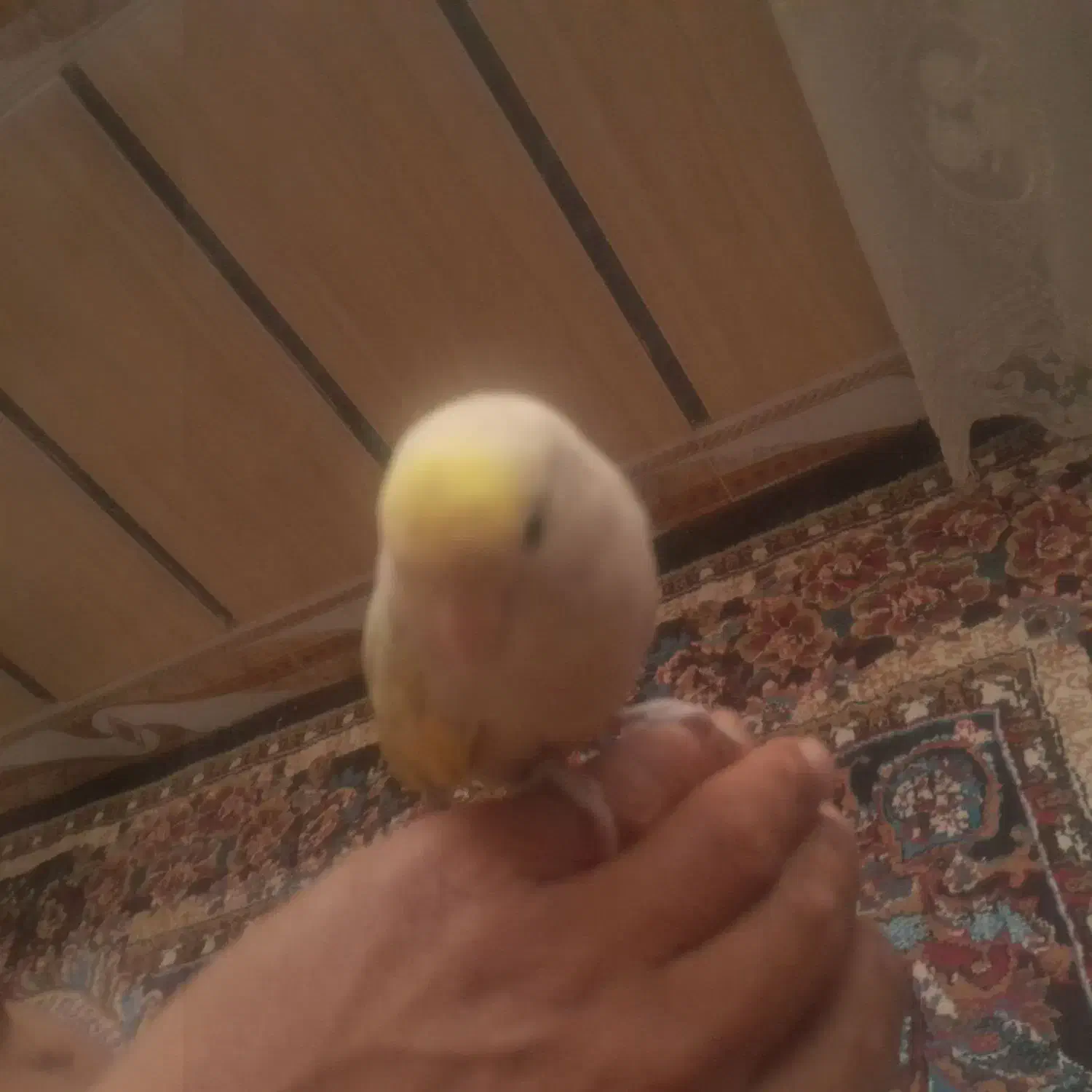 دو عدد کوتوله دستی|پرنده|سلیمان, |دیوار