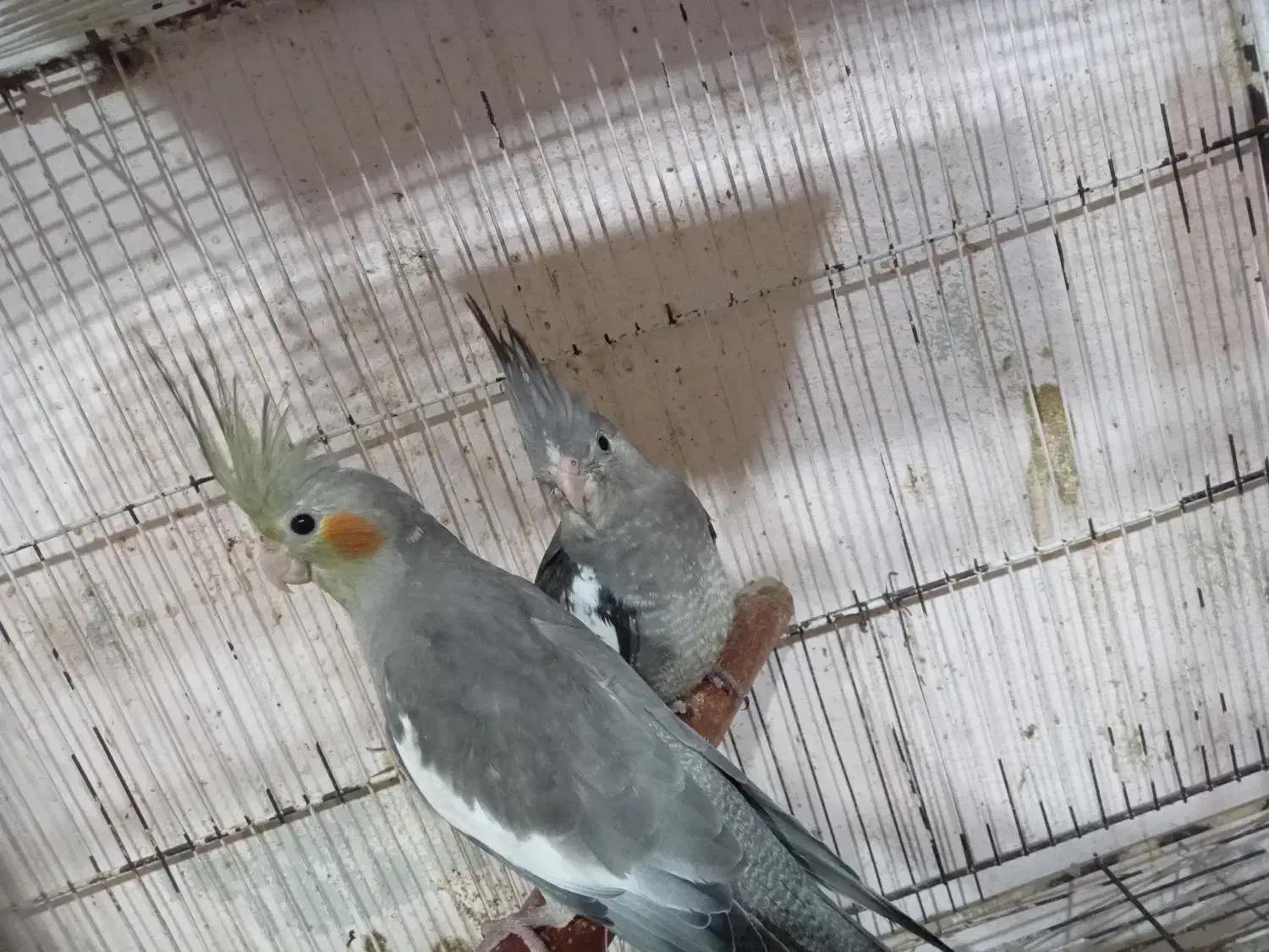 طوطی عروس وایت فیس.سینامون|پرنده|فریدونکنار, |دیوار