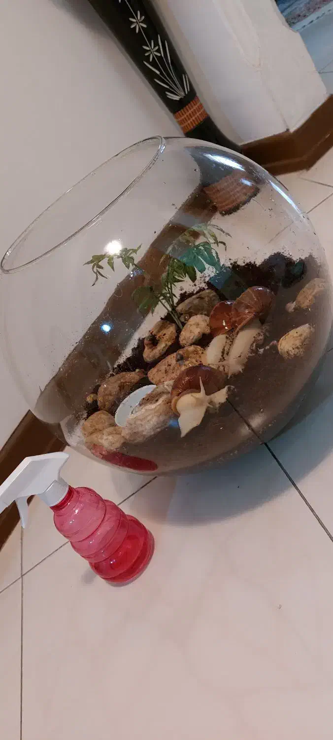 فروش حلزون آچاتینا|خزنده|اصفهان, بهار آزادی|دیوار