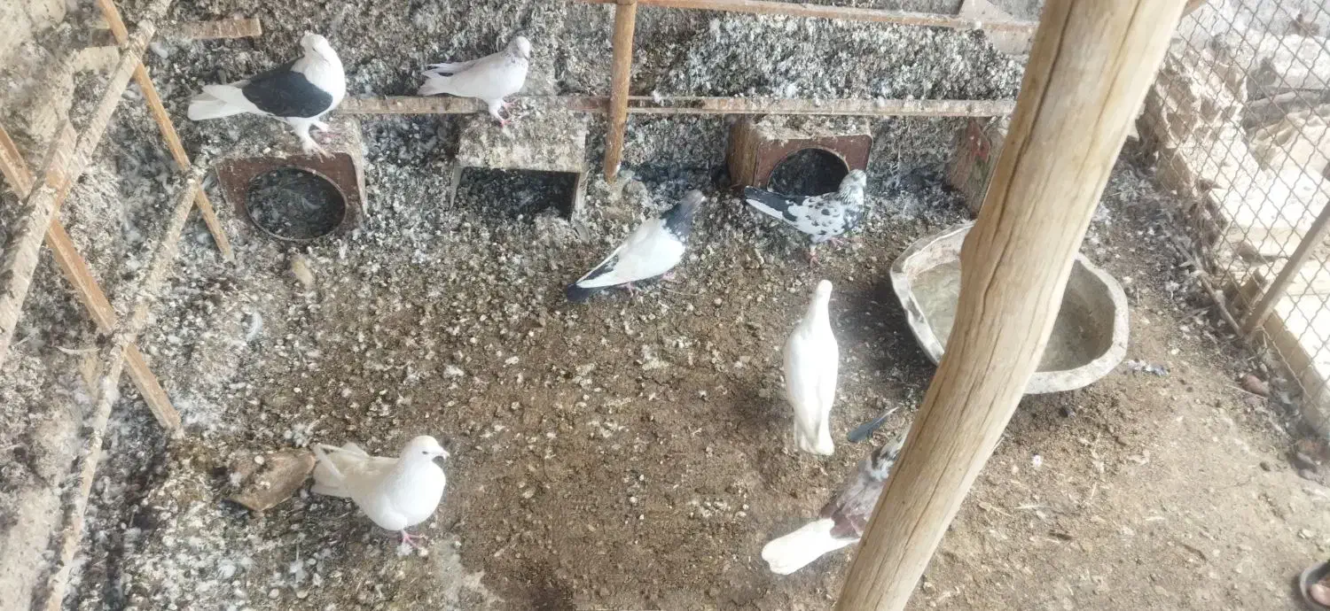 کفتر|پرنده|زارچ, |دیوار