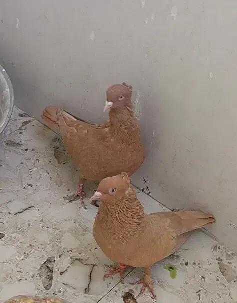 کبوتر زرد|پرنده|فسا, |دیوار