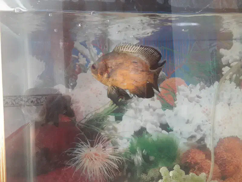 ماهی اسکار|ماهی|صحنه, |دیوار