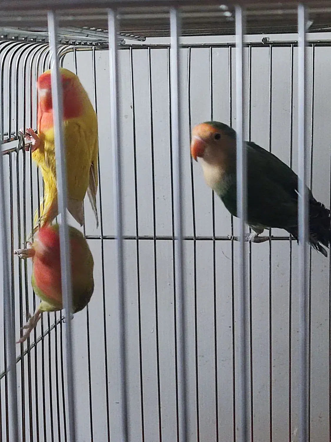 فروش کوتوله بریزیلی|پرنده|اصفهان, باغ فدک|دیوار