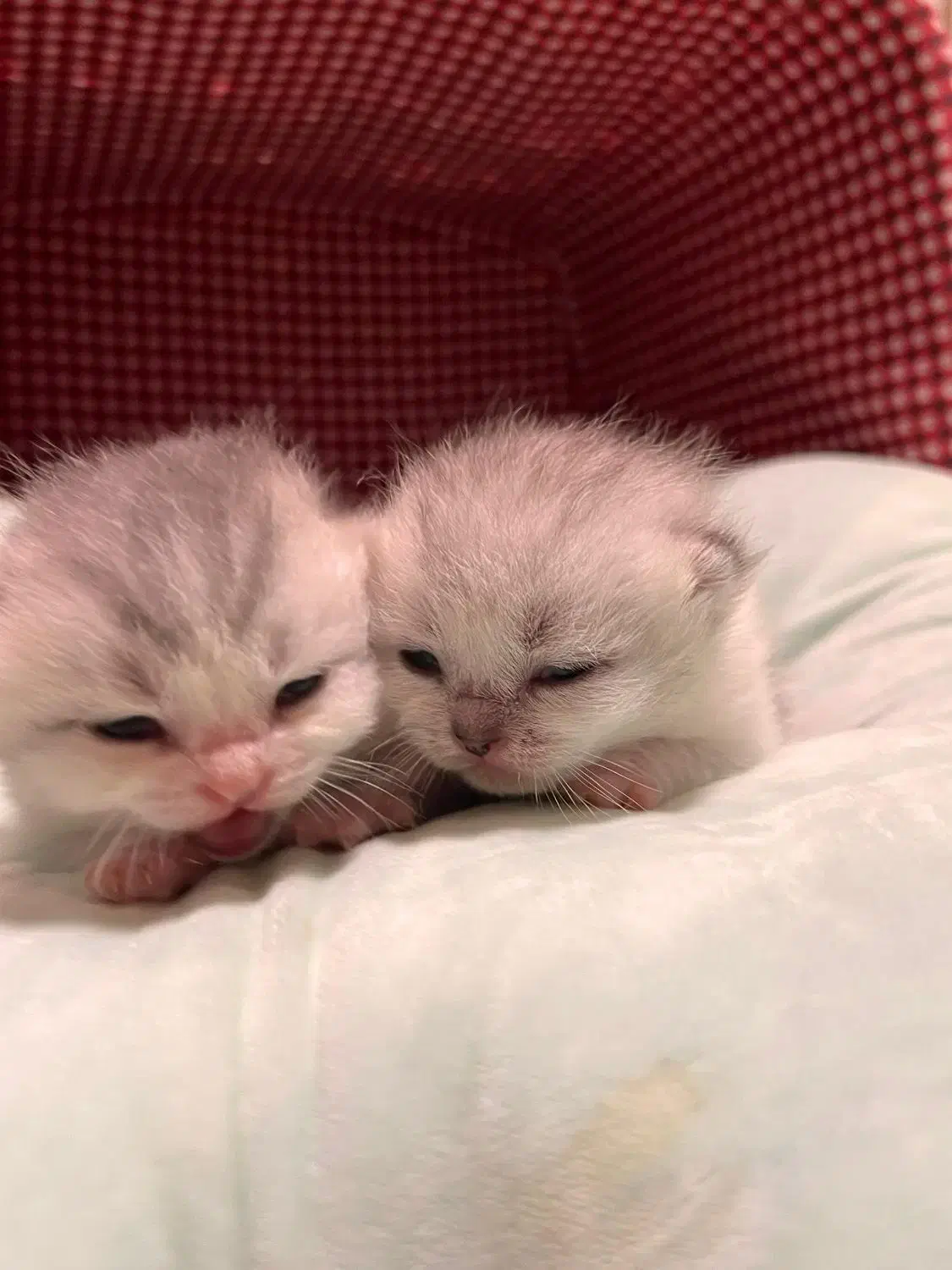 رزرو رزو گربه بریتیش سیلور گری|گربه|نوشهر, |دیوار