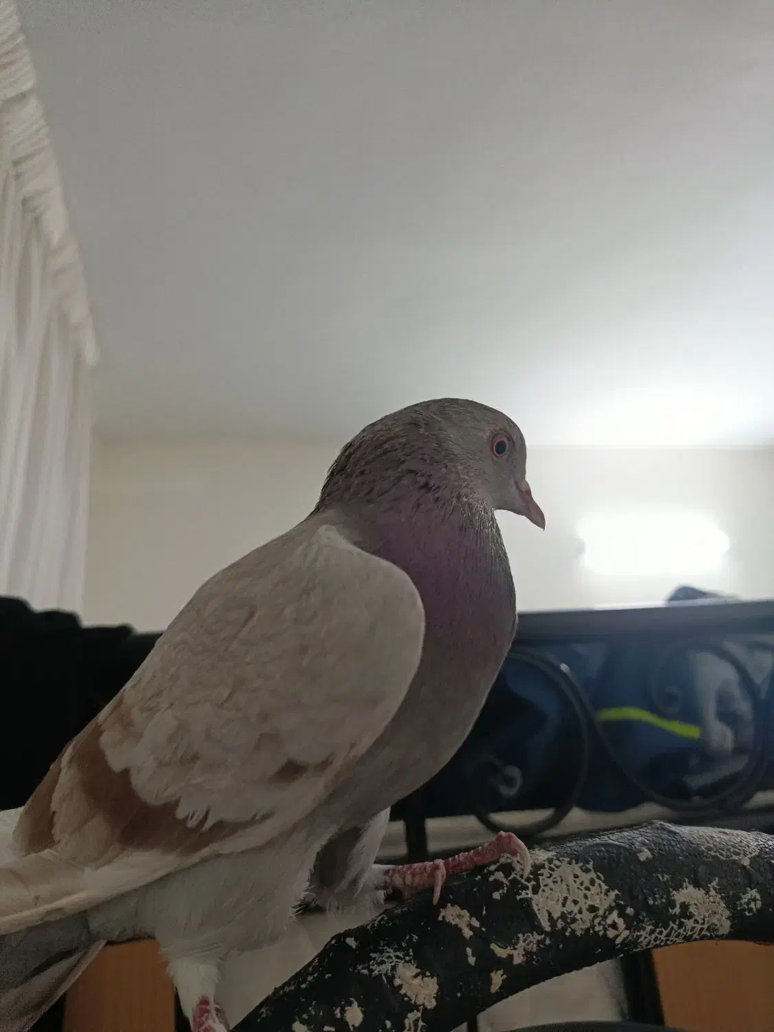 کفتر گمشده|حیوانات|تهران, شهرک رضویه|دیوار