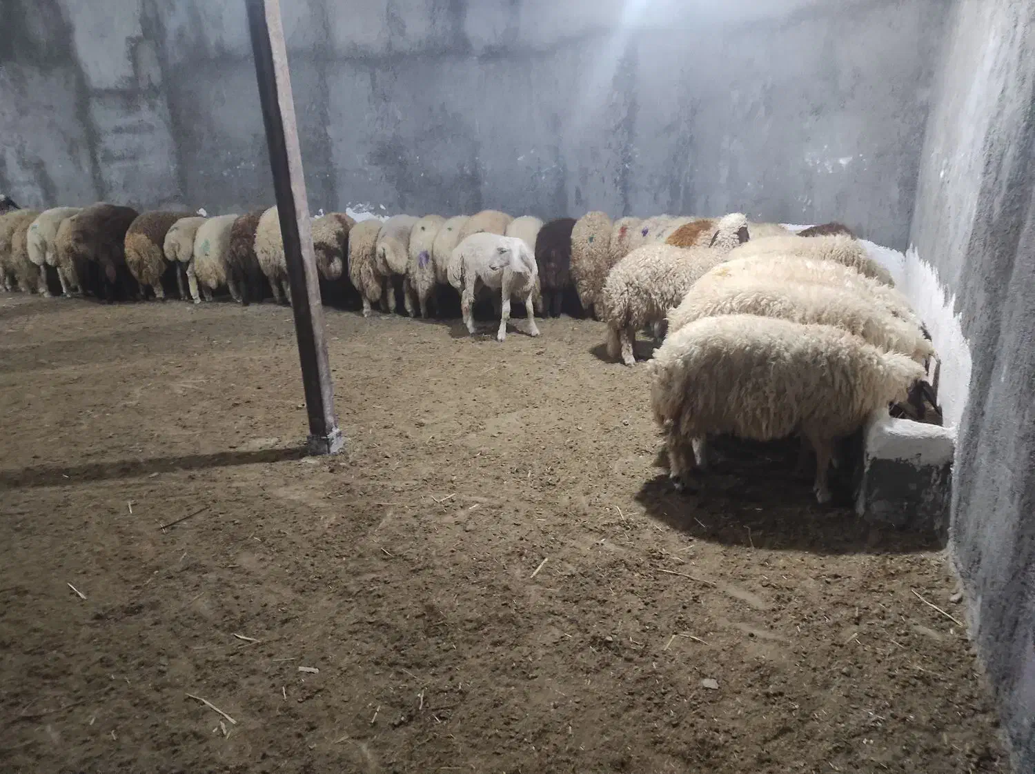 استخدام کارگردامپروی|استخدام صنعتی، فنی، مهندسی|کرمانشاه, |دیوار