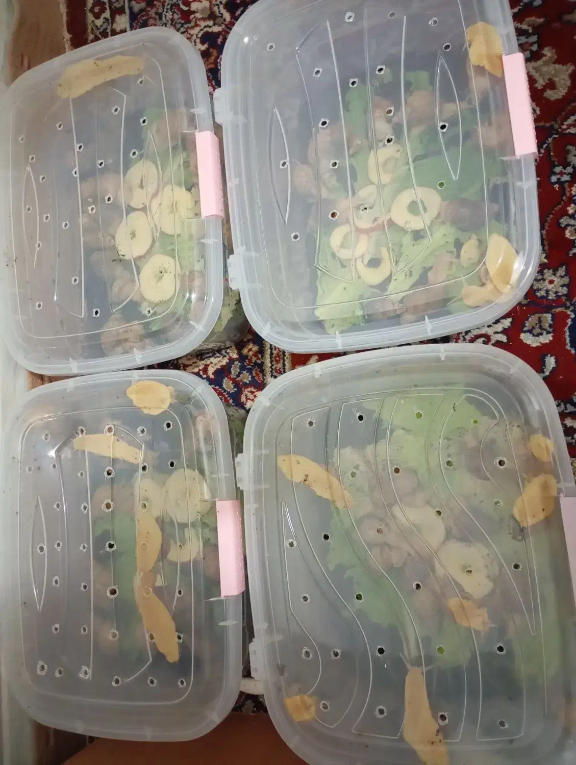 حلزون مولد|خزنده|قم, نیروگاه|دیوار