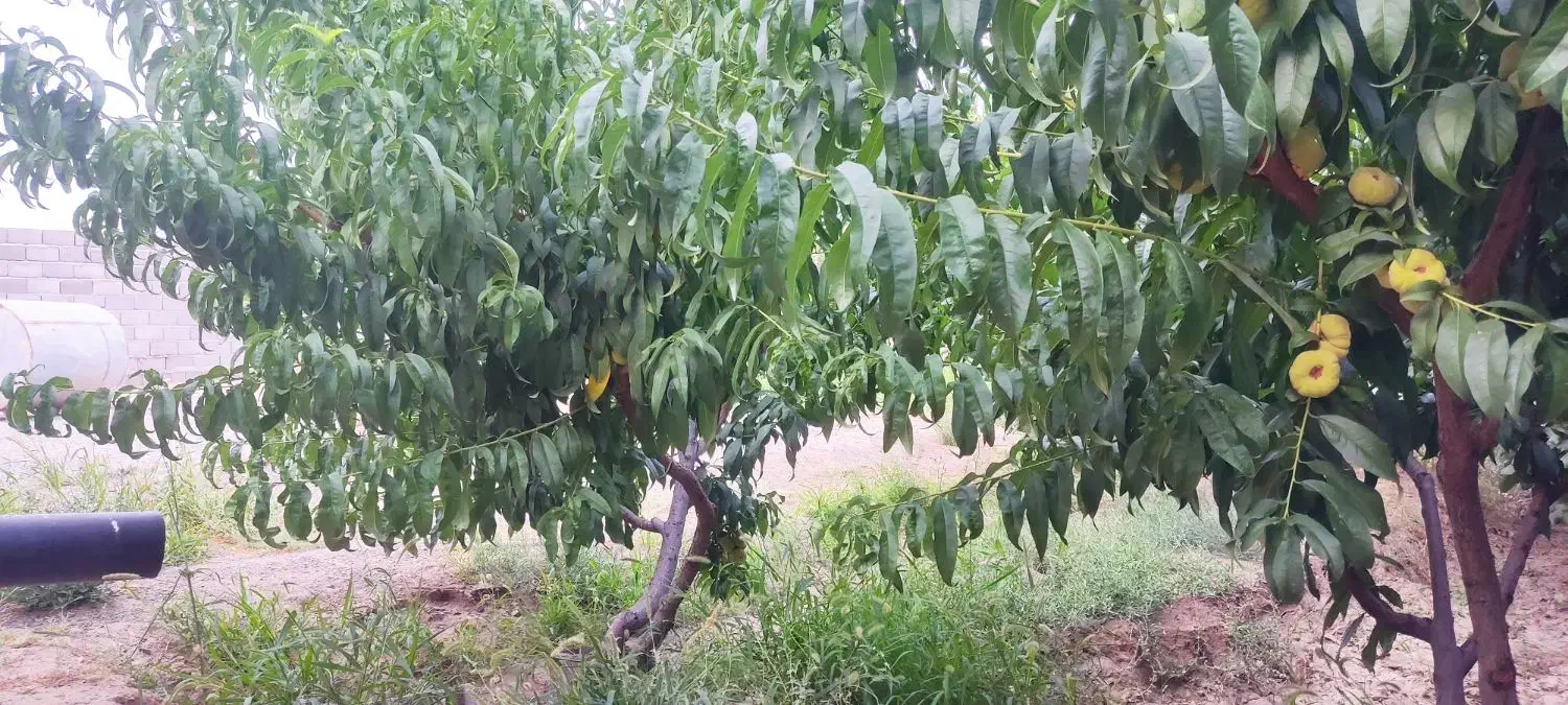 فروش باغ وایقان شبستر جاده گاز شرفتین|فروش خانه و ویلا|شبستر, |دیوار