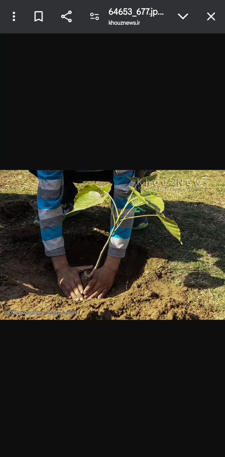 باغبانی هرس کردن انواع درخت تمیز کردن باغ|خدمات باغبانی و درختکاری|آمل, |دیوار