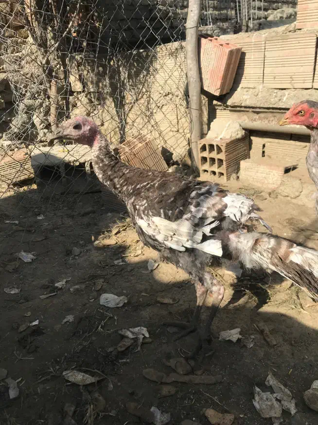 بوقلمون|حیوانات مزرعه|نوکنده, |دیوار