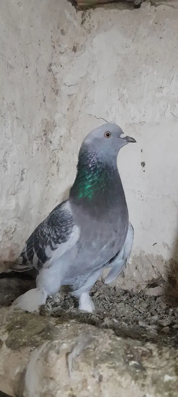 کفتر ترکیه|پرنده|بیله سوار, |دیوار