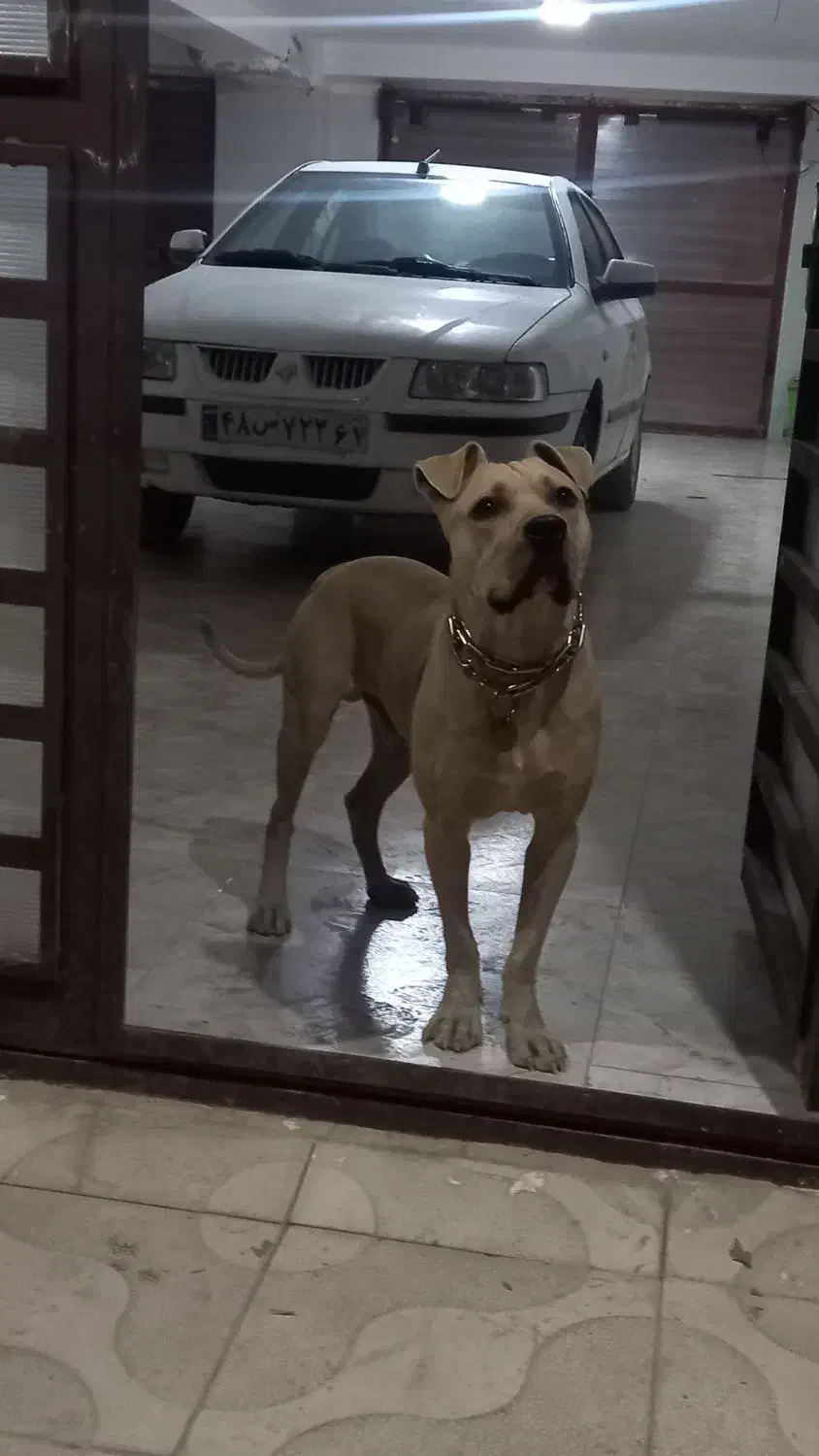 سگ پیتبول یک ساله|سگ|قروه, |دیوار