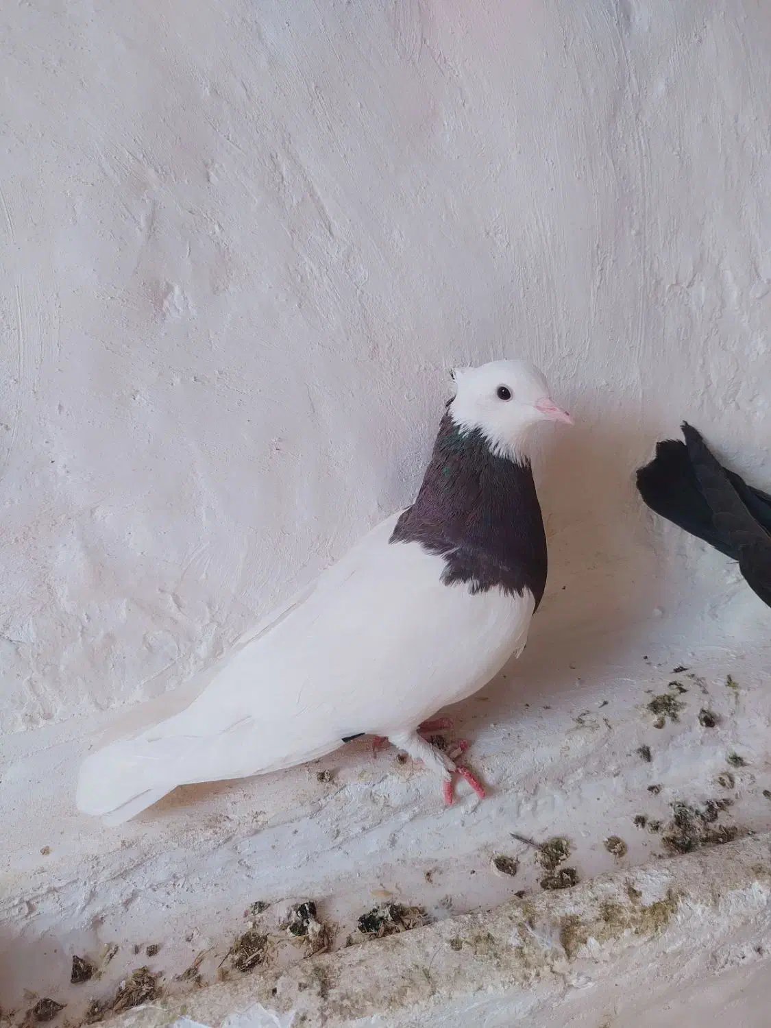 کبوتر معاوضه با ماده پلاکی گاهک|پرنده|نورآباد ممسنی, |دیوار