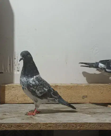 فروش کبوترکله سبز ساده پدرمادرکاکل|پرنده|بندر ماهشهر, |دیوار