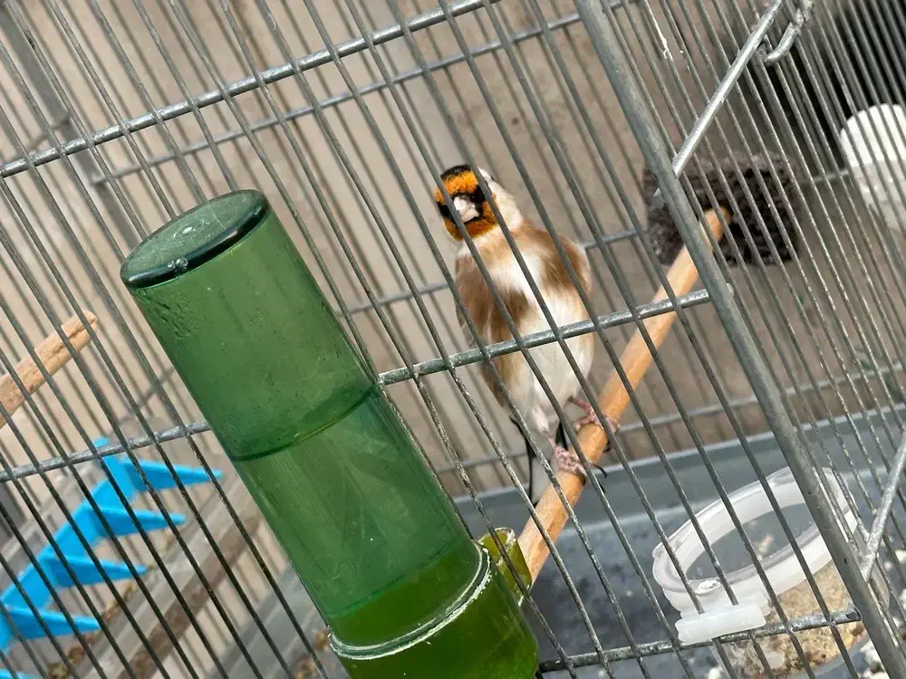 سهره نر|پرنده|کهریزک, |دیوار