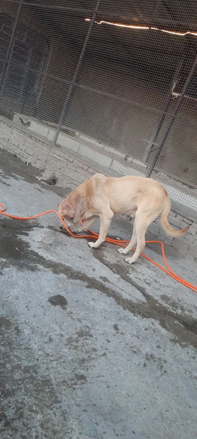 سگ پژدر عراقی|سگ|نوشین شهر, |دیوار