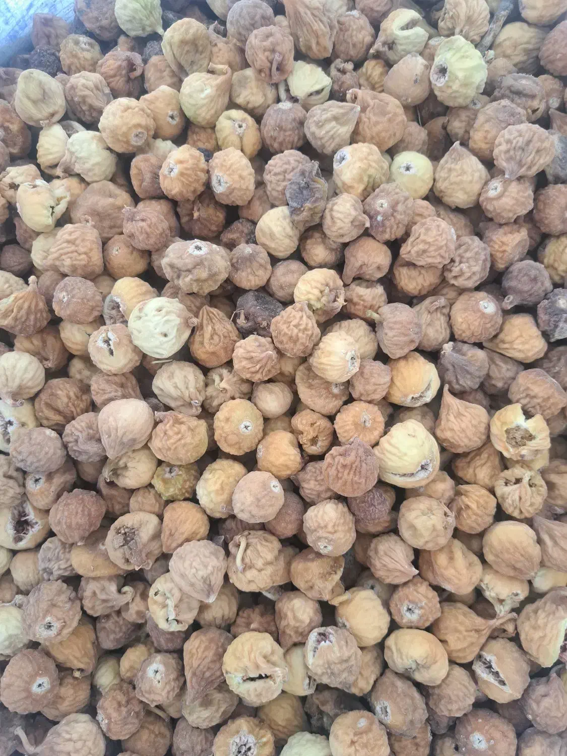 انجیر|عمده‌فروشی|دشمن زیاری, |دیوار