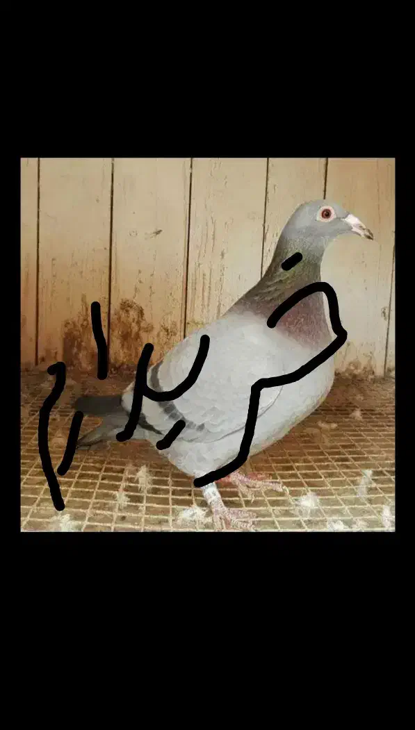 کبوترپلاکی|پرنده|بافت, |دیوار