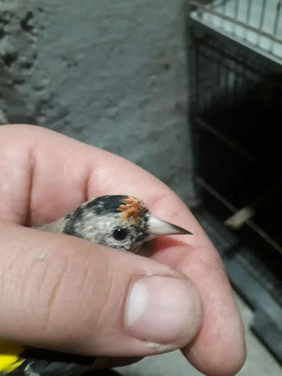 سهره وحشی جوجه نر|پرنده|رشت, لاکان شهر|دیوار