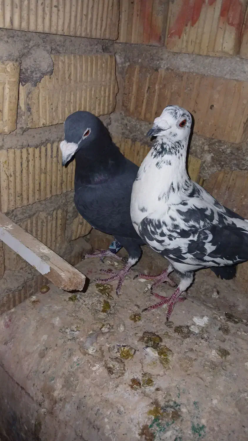 کفتر پلاکی|پرنده|مرودشت, شهرک مهدیه|دیوار