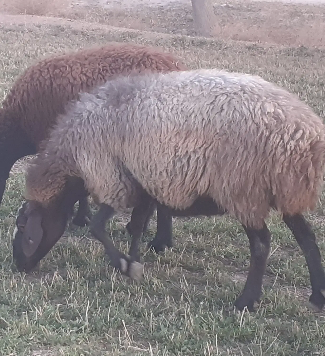 پنج راس میش و شیشک|حیوانات مزرعه|گلپایگان, |دیوار