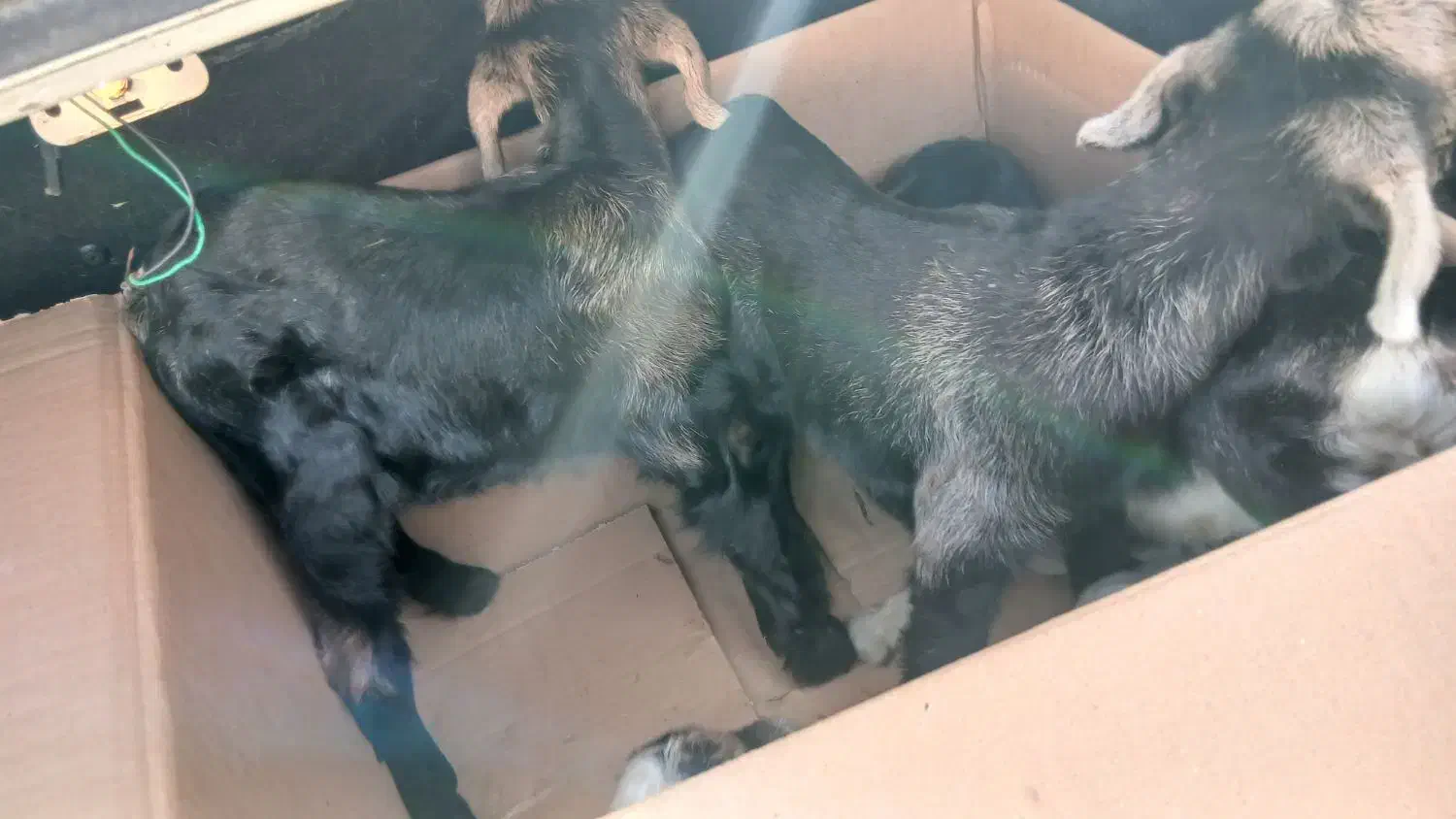 بزغاله شیری|حیوانات مزرعه|اصفهان, جلوان|دیوار