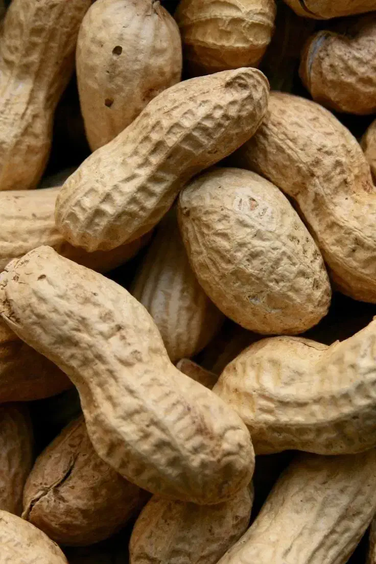 نیازمندنیروی کار ساده برای کارگاه بادام زمینی|استخدام صنعتی، فنی، مهندسی|کیاشهر, |دیوار