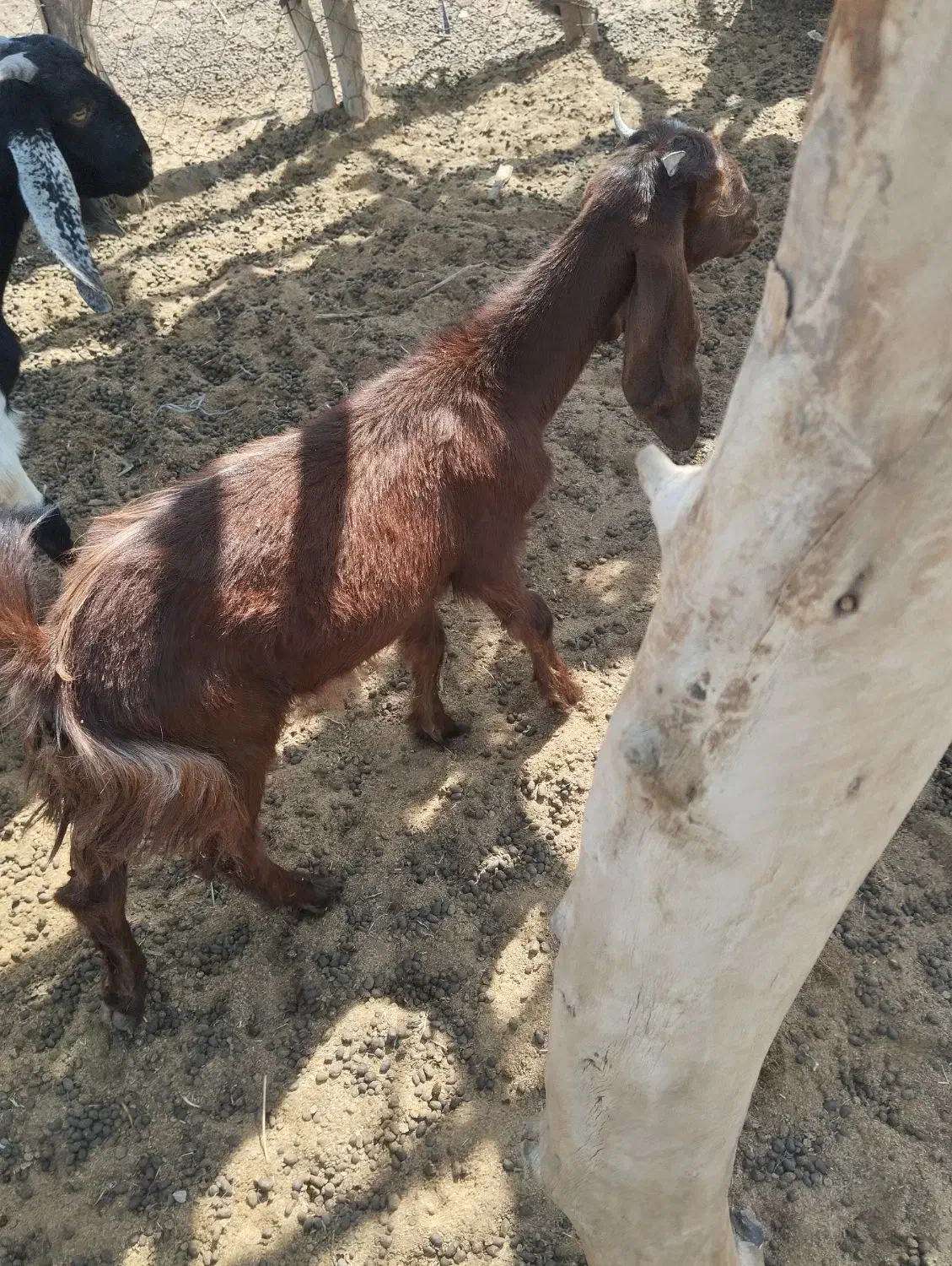 گتاج|حیوانات مزرعه|ایرانشهر, |دیوار