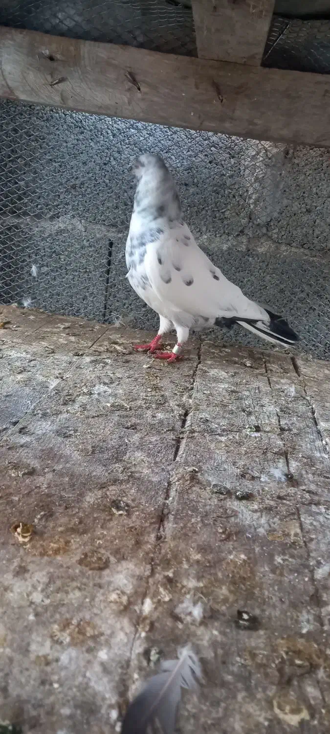 کبوتر فروشی|پرنده|کلاچای, |دیوار