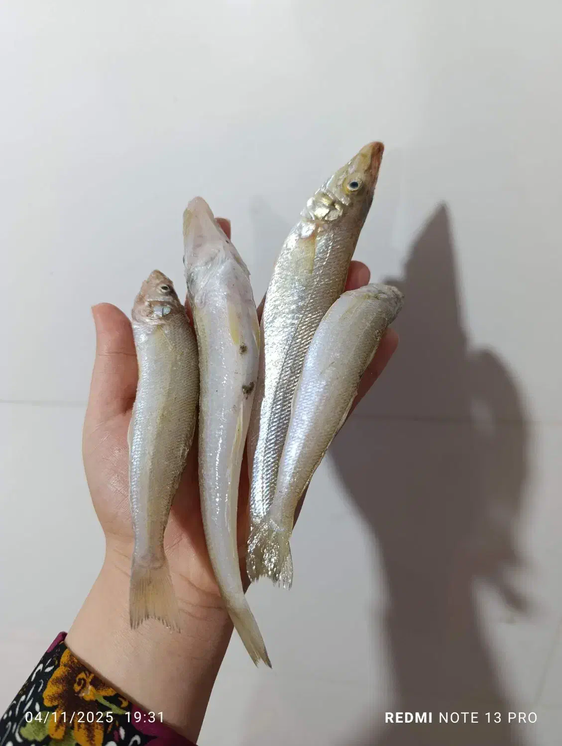 ماهی حواصیم|ماهی|ریگ, |دیوار