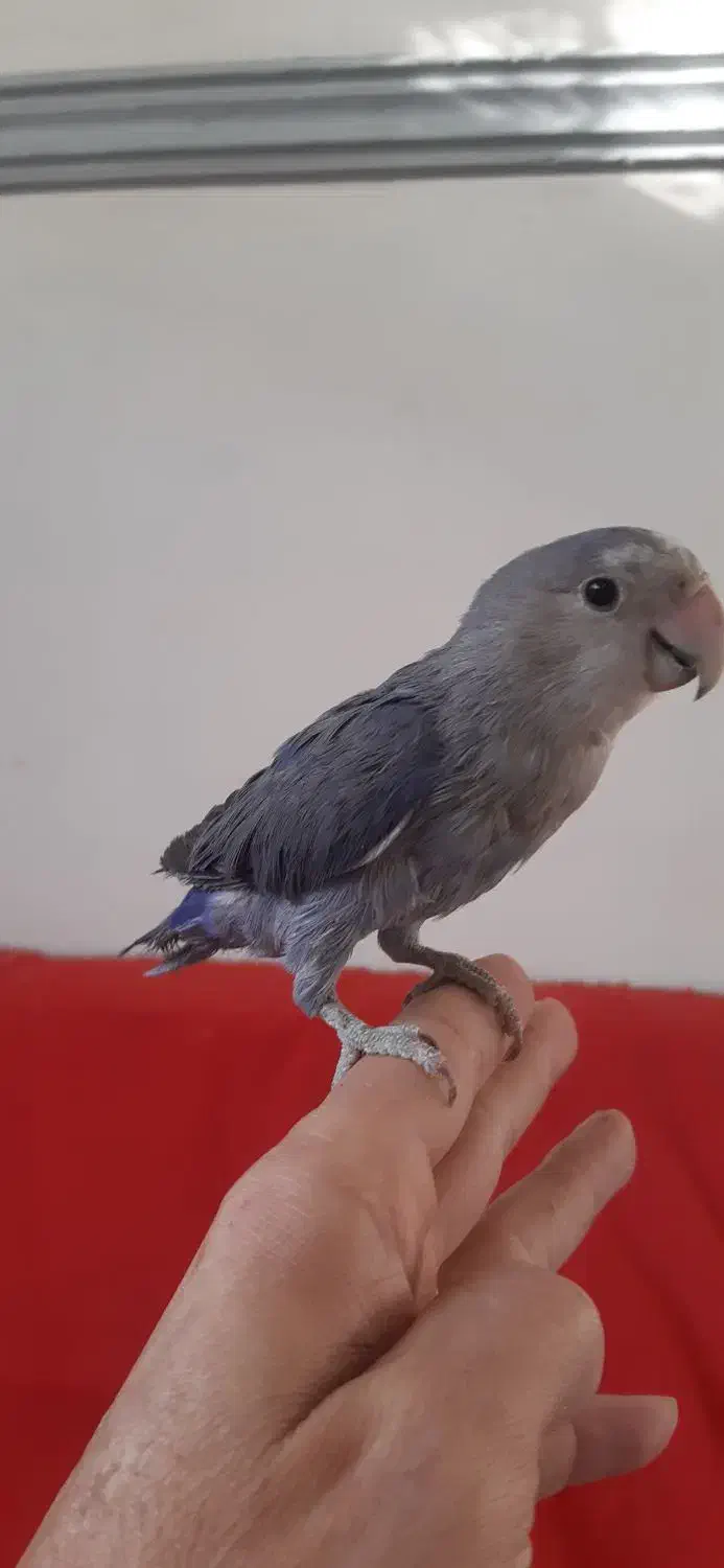 طوطی برزیلی|پرنده|رباطکریم, رباطکریم|دیوار