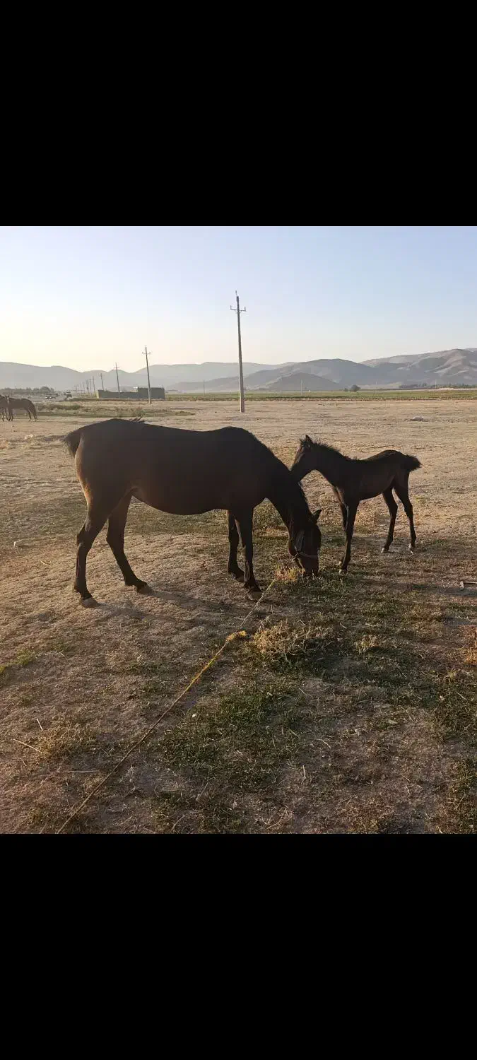 یک عدد مادیون با کره ماده درجه یک|اسب و تجهیزات اسبسواری|دورود, |دیوار