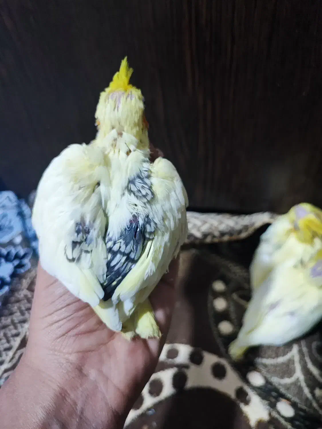 عروس هلندی|پرنده|لار, |دیوار